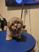 Ramen- AKC , a male Shih Tzu for sale in Henrico, VA – 1 of 7