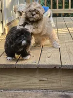 Ramen- AKC , a male Shih Tzu for sale in Henrico, VA – 2 of 7
