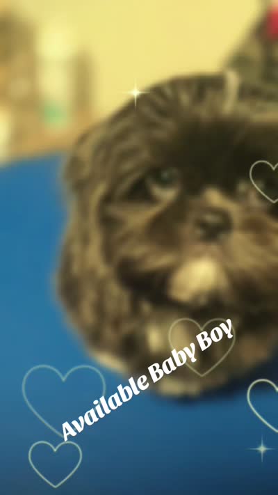 Sushi - AKC , a male Shih Tzu for sale in Henrico, VA – 8 of 9