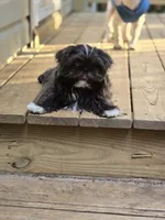 Sushi - AKC , a male Shih Tzu for sale in Henrico, VA – 6 of 9