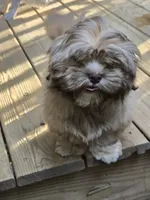 Ramen- AKC , a male Shih Tzu for sale in Henrico, VA – 3 of 7