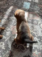 Lady, a female Miniature Pinscher for sale in College Station, TX – Photo 4 of 4