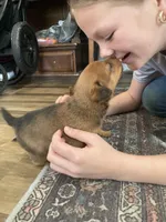 Lady, a female Miniature Pinscher for sale in College Station, TX – Photo 3 of 4