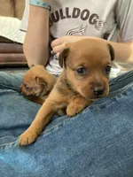 Lady, a female Miniature Pinscher for sale in College Station, TX – Photo 2 of 4