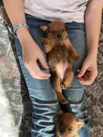 Lady, a female Miniature Pinscher for sale in College Station, TX – Photo 1 of 4