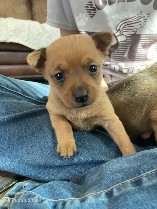 Fox, a male Miniature Pinscher for sale in College Station, TX – Photo 1 of 3