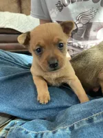 Fox, a male Miniature Pinscher for sale in College Station, TX – Photo 1 of 3
