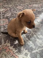 Fox, a male Miniature Pinscher for sale in College Station, TX – Photo 2 of 3