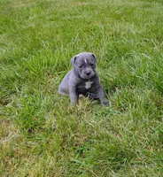 Dory, a female Olde English Bulldogge for sale in Longview, WA – 2 of 3