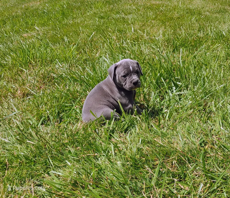 Dory – Olde English Bulldogge puppy for sale in Longview, WA
