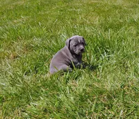 Dory, a female Olde English Bulldogge for sale in Longview, WA – 1 of 3