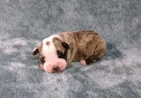 Drax the Destroyer, a male Olde English Bulldogge for sale in Longview, WA – 2 of 4