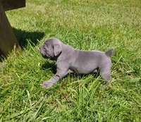 Smurfette , a female Olde English Bulldogge for sale in Longview, WA – 2 of 3