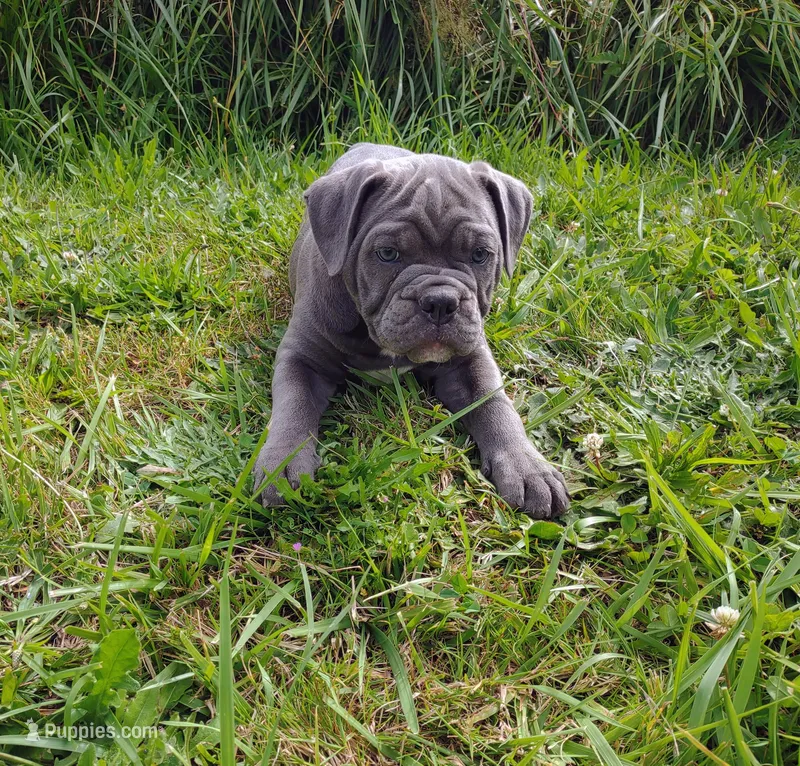 Smurfette  – Olde English Bulldogge puppy for sale in Longview, WA