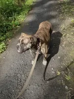 Star-Lord , a male Olde English Bulldogge for sale in Longview, WA – 3 of 4