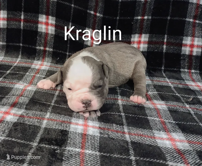 Kraglin  – Olde English Bulldogge puppy for sale in Longview, WA