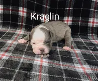 Kraglin , a male Olde English Bulldogge for sale in Longview, WA – 1 of 6