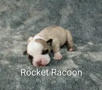 Rocket Racoon, a male Olde English Bulldogge for sale in Longview, WA – 2 of 6