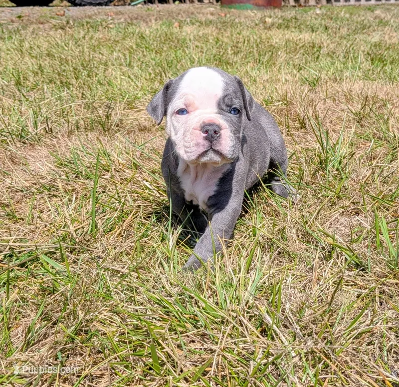 Kraglin – Olde English Bulldogge puppy on hold in Longview, WA