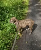 Drax the Destroyer, a male Olde English Bulldogge for sale in Longview, WA – 3 of 4