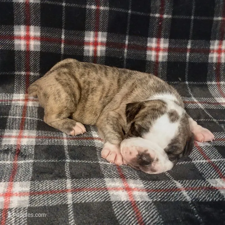 Drax the Destroyer – Olde English Bulldogge puppy for sale in Longview, WA