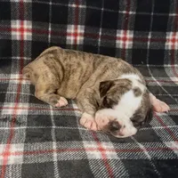 Drax the Destroyer, a male Olde English Bulldogge for sale in Longview, WA – 1 of 4