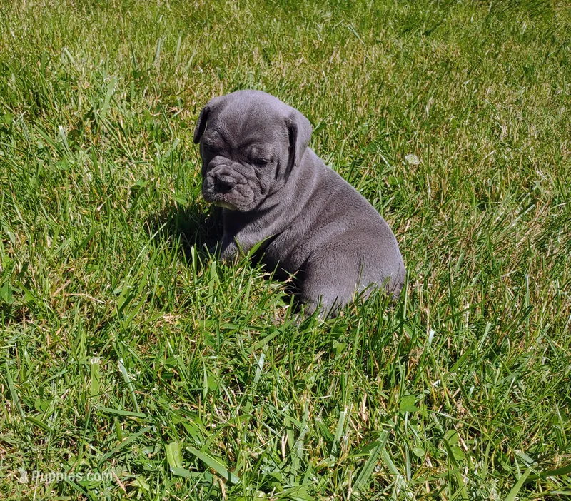 Smurfette  – Olde English Bulldogge puppy for sale in Longview, WA