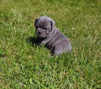 Smurfette , a female Olde English Bulldogge for sale in Longview, WA – 1 of 3