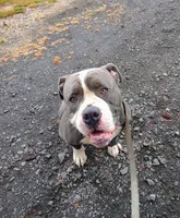 Mantis, a female Olde English Bulldogge for sale in Longview, WA – 4 of 4