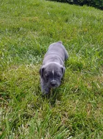 Dory, a female Olde English Bulldogge for sale in Longview, WA – 3 of 3