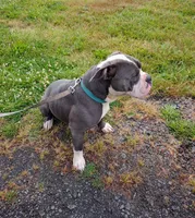 Rocket Racoon, a male Olde English Bulldogge for sale in Longview, WA – 5 of 6