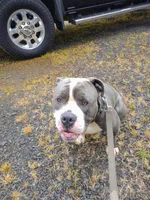 Kraglin , a male Olde English Bulldogge for sale in Longview, WA – 3 of 6