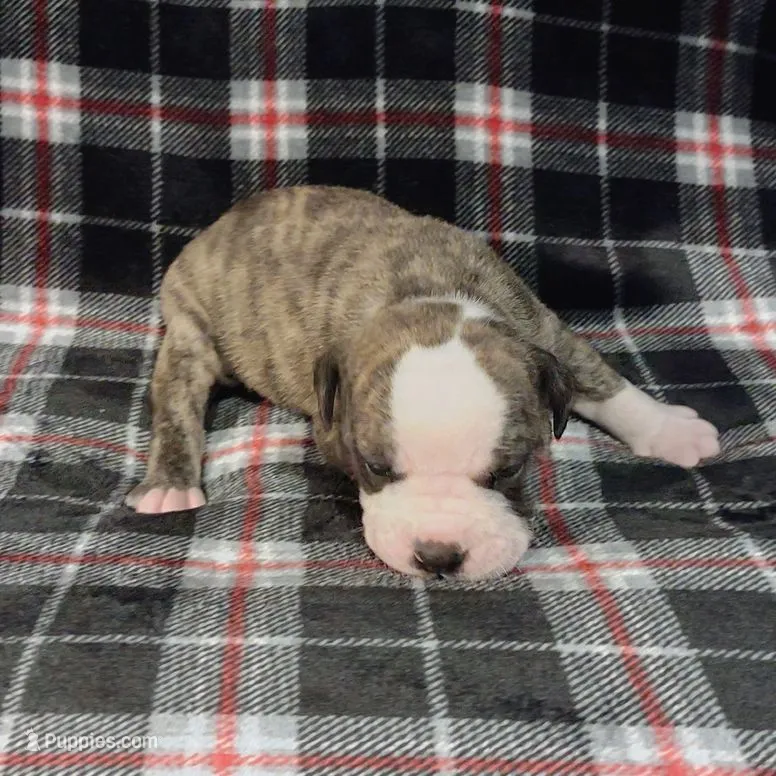 Star-Lord  – Olde English Bulldogge puppy for sale in Longview, WA