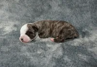 Star-Lord , a male Olde English Bulldogge for sale in Longview, WA – 2 of 4