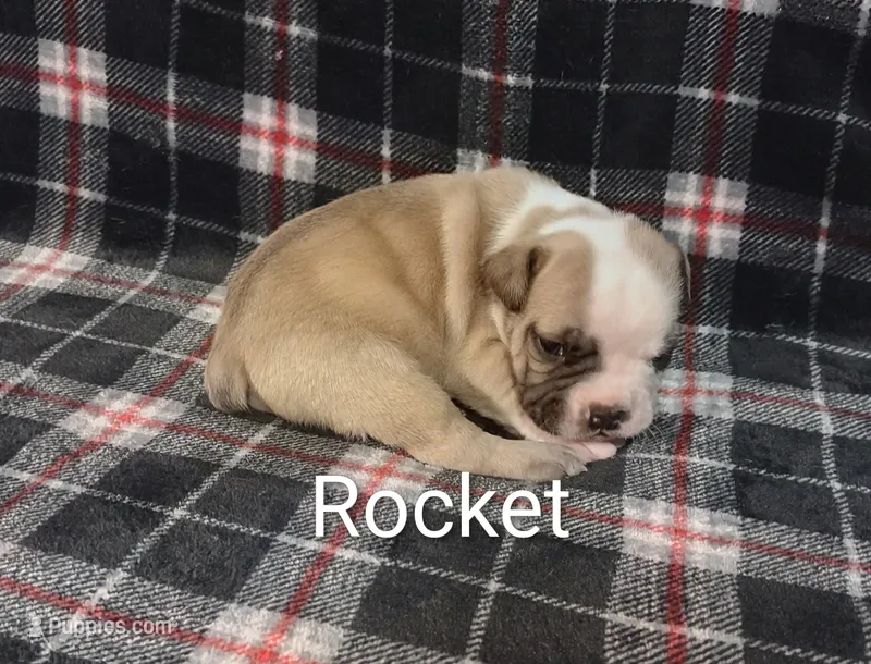 Rocket Racoon – Olde English Bulldogge puppy for sale in Longview, WA