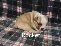 Rocket Racoon, a male Olde English Bulldogge for sale in Longview, WA – 1 of 6