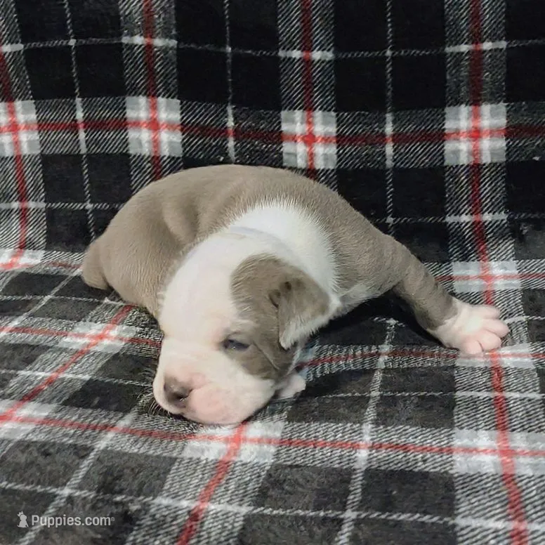 Yondu – Olde English Bulldogge puppy for sale in Longview, WA