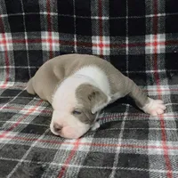 Yondu, a male Olde English Bulldogge for sale in Longview, WA – 1 of 4