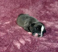 Mantis, a female Olde English Bulldogge for sale in Longview, WA – 2 of 4