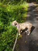 Rocket Racoon, a male Olde English Bulldogge for sale in Longview, WA – 6 of 6