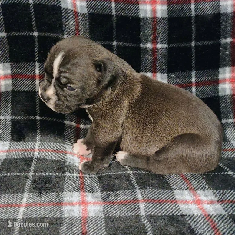 Mantis – Olde English Bulldogge puppy for sale in Longview, WA