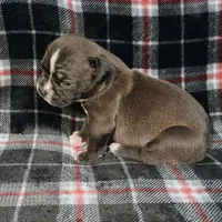 Mantis, a female Olde English Bulldogge for sale in Longview, WA – 1 of 4