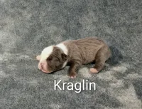 Kraglin , a male Olde English Bulldogge for sale in Longview, WA – 2 of 6