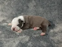 Yondu, a male Olde English Bulldogge for sale in Longview, WA – 2 of 4
