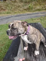 Mantis, a female Olde English Bulldogge for sale in Longview, WA – 3 of 4
