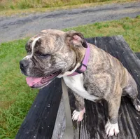 Kraglin , a male Olde English Bulldogge for sale in Longview, WA – 5 of 6