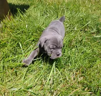 Smurfette , a female Olde English Bulldogge for sale in Longview, WA – 3 of 3