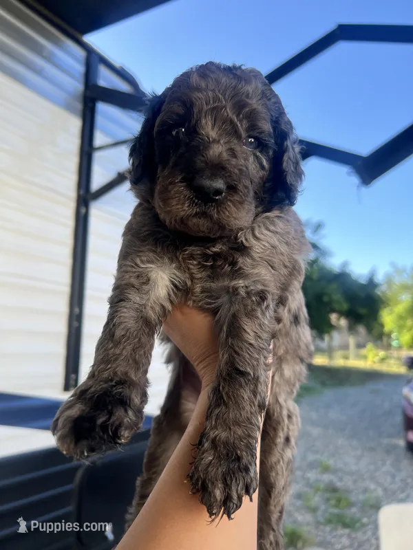 Green  – Goldendoodle puppy for sale in Madera Ranchos, CA