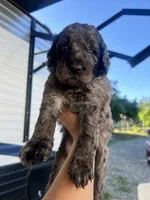 Green , a male Goldendoodle for sale in Madera Ranchos, CA – 1 of 2