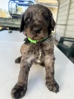 Green , a male Goldendoodle for sale in Madera Ranchos, CA – 2 of 2